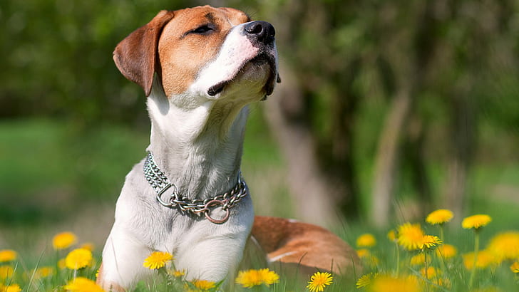 Un perro de Canals solicita al Ayuntamiento más zonas verdes para hacer pis